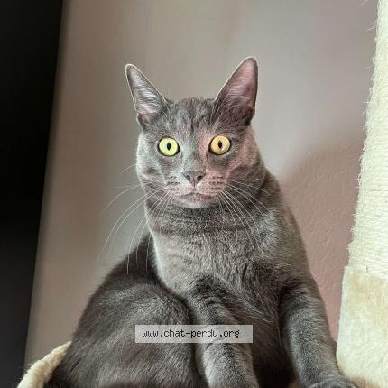 Photo de chat perdu à Mutzig