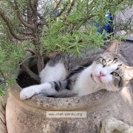 Photo de chat perdu à Lecci