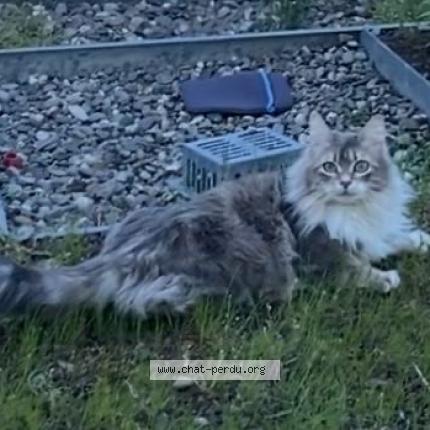 Photo 1/1 Kouki Chat perdu à Toulouse
