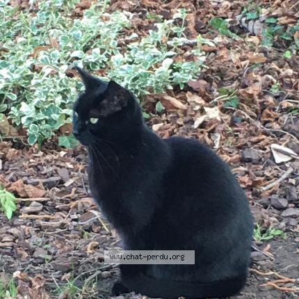 Photo 2/2 Chat retrouvé Perdu à Pagny Sur Moselle