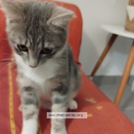 Photo 1/1 Chat retrouvé Perdu à Marolles En Hurepoix