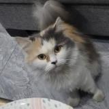 Photo de chat perdu à Lahore