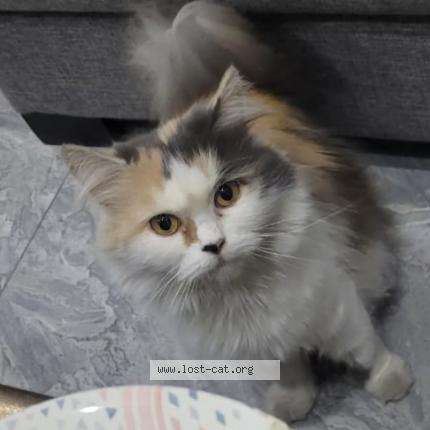 Photo 1/1 Mani Chat perdu à Lahore