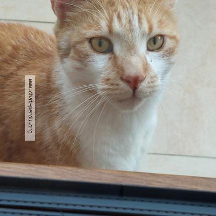 Photo de chat trouvé à Luce