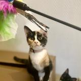 Photo de chat perdu à Le Mans