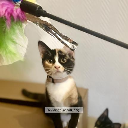 Photo 1/1 Chat retrouvé Perdu à Le mans