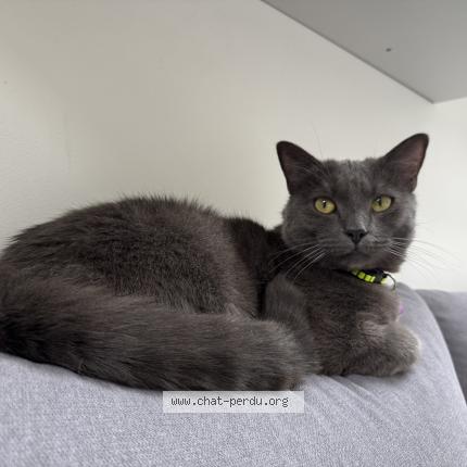 Photo 1/1 Chat retrouvé Perdu à Montigny Les Cormeilles