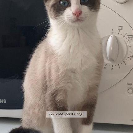 Photo 1/1 Chat retrouvé Perdu à Concarneau