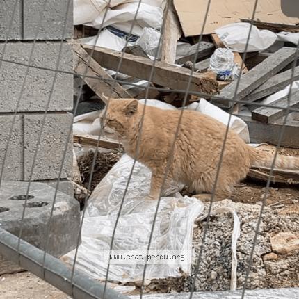 Photo 1/1 Chat trouvé Trouvé à Saint maur des fosses