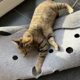 Photo de chat perdu à Santes