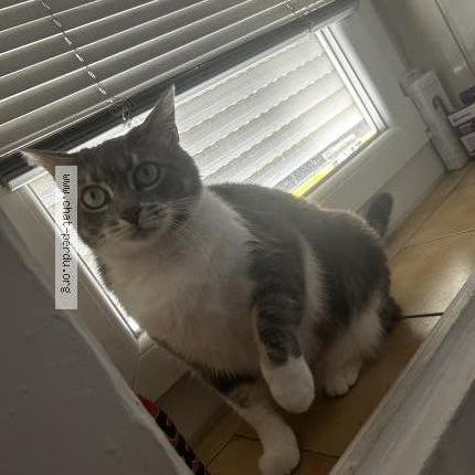 Photo de chat perdu à Saint Hippolyte