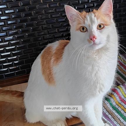 Photo 1/1 Chat retrouvé Perdu à Geispolsheim