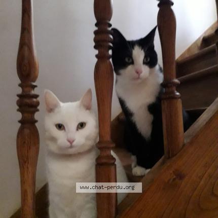Photo de chat perdu à Roubaix