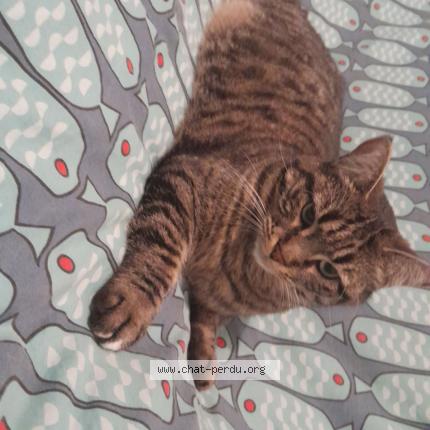 Photo 1/1 Kirby "kurby" Chat perdu à Lorgues