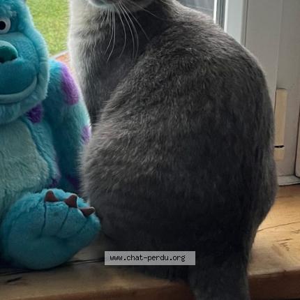 Photo de chat perdu à Arques La Bataille