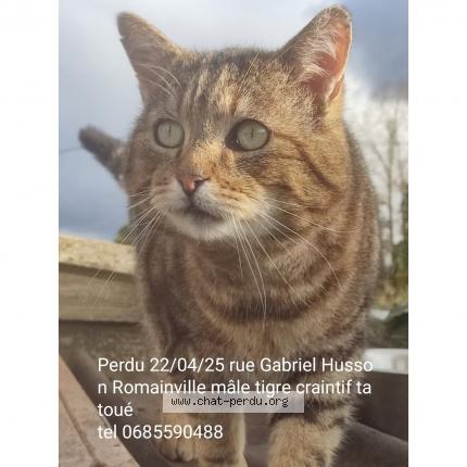Photo 1/1 Mister Nono Chat perdu à Romainville