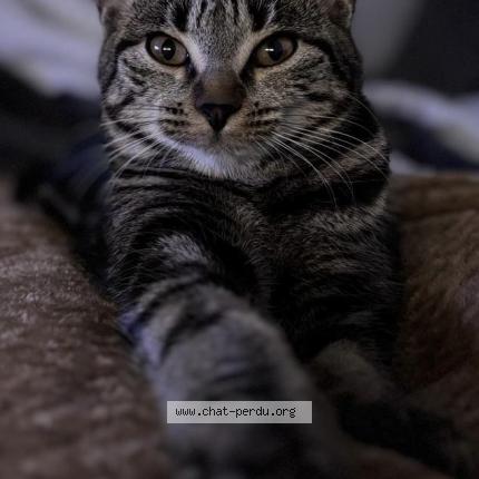 Photo 1/1 Nala Chat perdu à Le mans