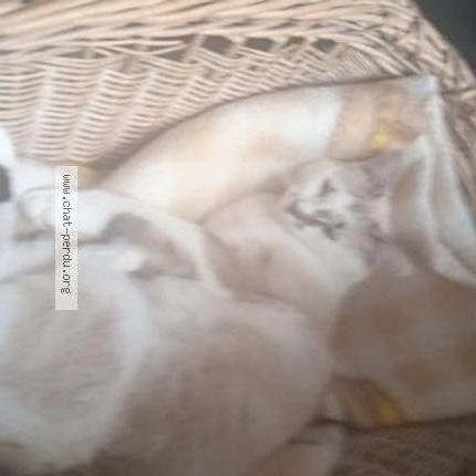 Photo 1/1 Chat retrouvé Perdu à Riedisheim