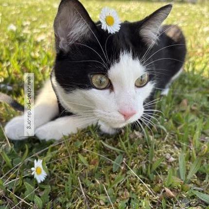 Photo de chat perdu à Rouen
