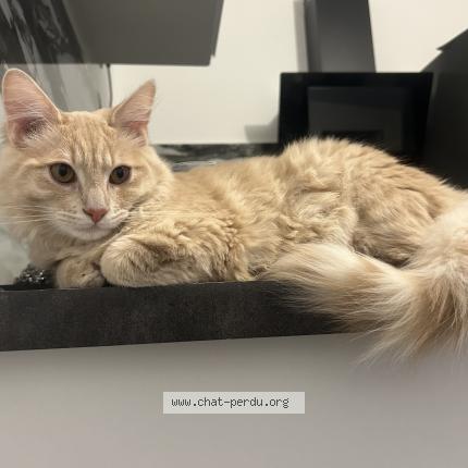 Photo 1/1 Tigros Chat perdu à Monchy saint eloi