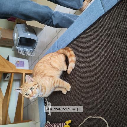 Photo 1/1 Chat retrouvé Perdu à Montpellier