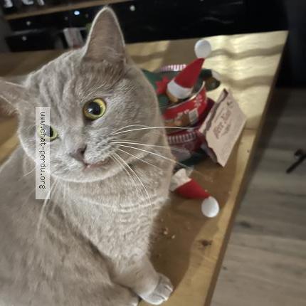 Photo de chat perdu à Volvic