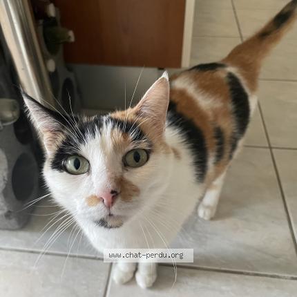 Photo 1/1 Chat retrouvé Perdu à Saint Nazaire