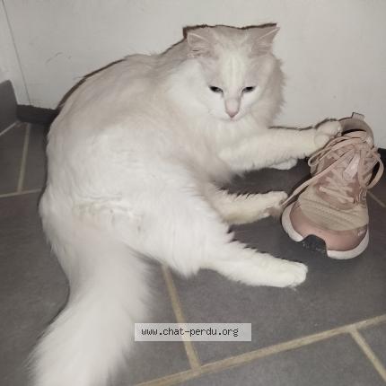 Photo de chat perdu à Avon