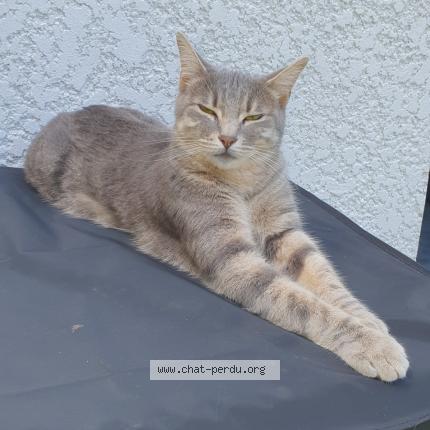 Photo 1/1 Chat retrouvé Perdu à Pau