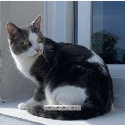 Photo de chat perdu à Saint Etienne Cantales