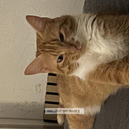 Photo de chat perdu à Lormont