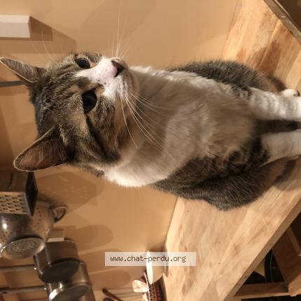 Photo 1/1 Jony Chat perdu à Rouen