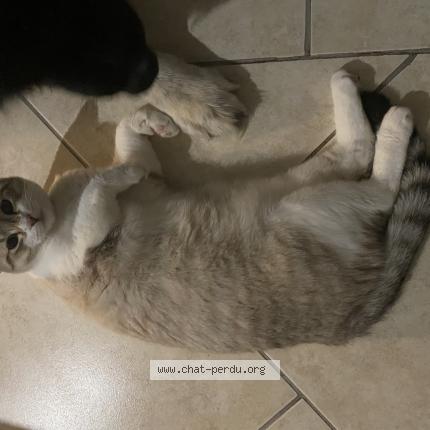 Photo de chat perdu à Champagne