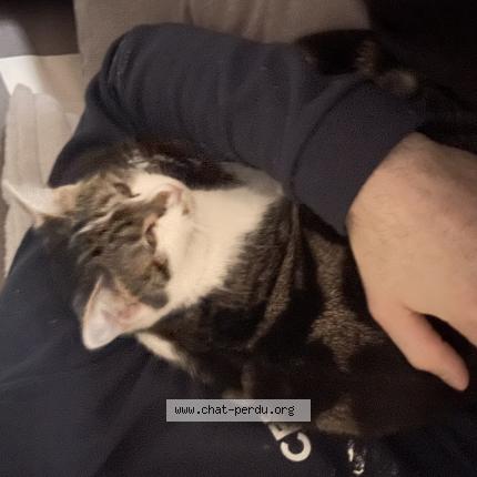 Photo 1/1 Chat retrouvé Perdu à Coulombs