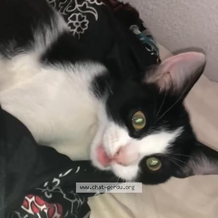 Photo 1/1 Charlie Chat perdu à Nimes