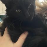 Photo de chat perdu à Patay