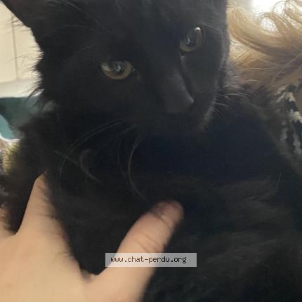 Photo 1/1 Chat retrouvé Perdu à Patay