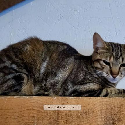 Photo de chat perdu à Saint Marcel Les Sauzet