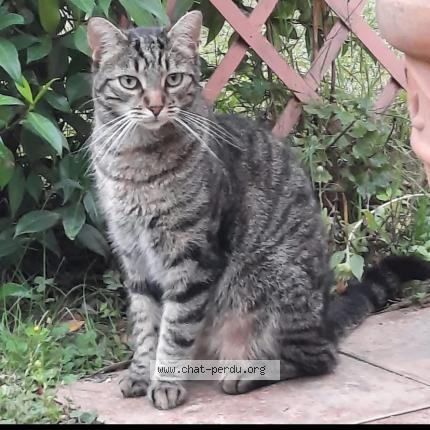 Photo de chat perdu à Saint Girons