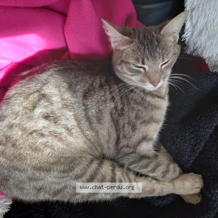Photo de chat perdu à Bassens