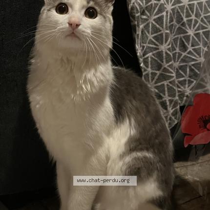 Photo de chat perdu à Varennes Vauzelles