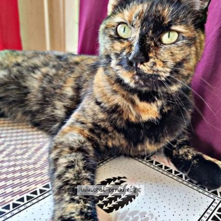 Photo 1/1 Raven Chat perdu à Migennes