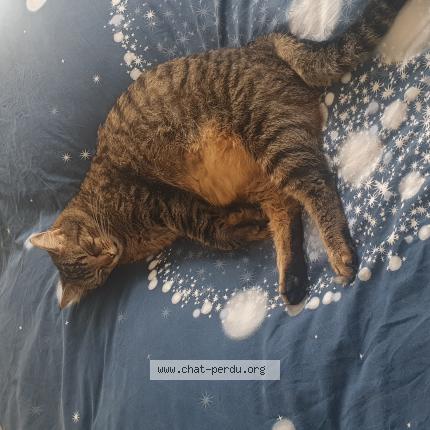 Photo 1/1 Chat retrouvé Perdu à St Rimay