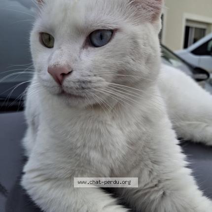 Photo 1/1 Snow Chat perdu à Hautefage la tour