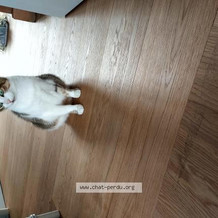 Photo de chat perdu à Fouras
