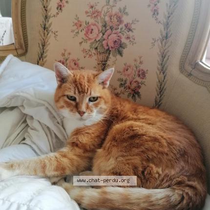 Photo de chat perdu à Fondettes