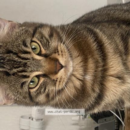 Photo 1/1 Coco Chat perdu à Toulouse