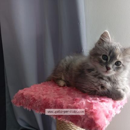 Photo 1/1 Channel Chat perdu à Quito