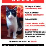 Photo de chat perdu à La Florida