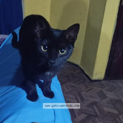 Photo 1/1 Hinata Chat perdu à Quito